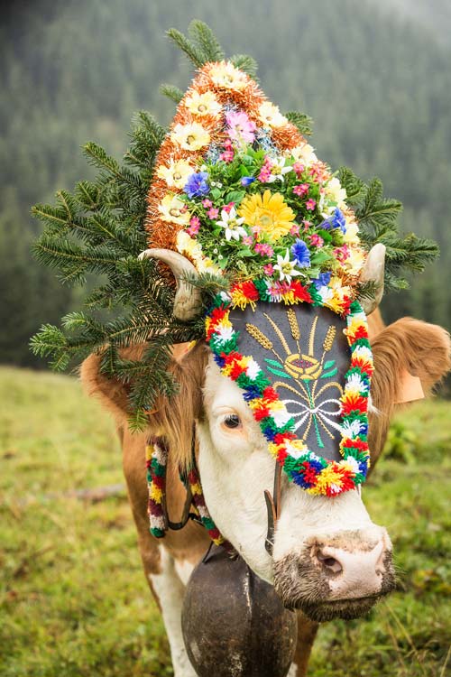 A cow wearing a headdress in a grassy field